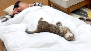 妹に甘えているのがバレた猫の反応が可愛すぎた…笑【ポムさんとしまちゃん / ねこべや】