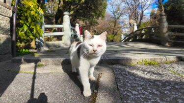 神社の橋の番人猫「この橋を渡りたかったら腰トントンするニャン」【感動猫動画】