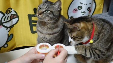 猫呼びのボンゴ☆ハッピーセットのおもちゃの太鼓をたたきまくると猫が寄ってきますｗ【リキちゃんねる　猫動画】 キジトラ 猫のいる暮らし