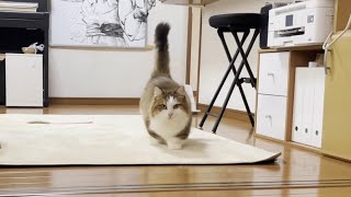 入れ替わりで何度もお母さんのところにやって来る猫【ひのき猫】