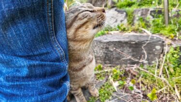 石の階段で見かけた猫を撫でると足元に擦り寄ってきてカワイイ【感動猫動画】