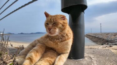 海沿いの道路脇で寛ぐ猫【感動猫動画】