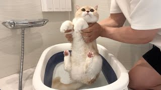 2年ぶりに猫をお風呂で洗おうとしたらこうなっちゃいました…【もちまる日記】
