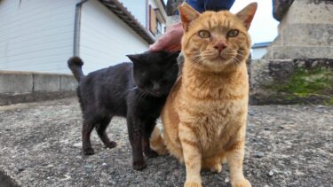 神社の前の石碑にいた黒猫ちゃんを撫でると奥から仲良しの茶トラ猫くんもやってきた【感動猫動画】