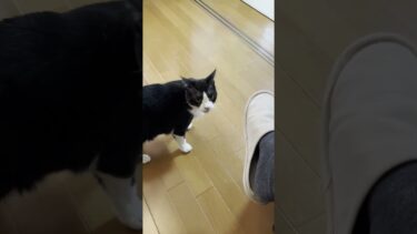 やっぱり素通りやん #ひのき猫 #cat #保護猫 #猫【ひのき猫】