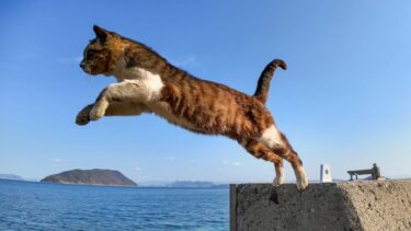 飛び猫で有名な猫島で出会った老猫ちゃん、頑張って防波堤を飛んでくれた【感動猫動画】