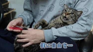 ガーちゃんの爪を切って感想を聞いてみたら不満たらたらｗ　猫の爪切り　【リキちゃんねる　猫動画】 キジトラ 猫のいる暮らし