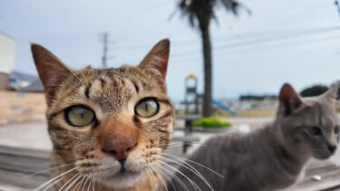 カメラにメチャメチャ食いついてくる猫たち【感動猫動画】