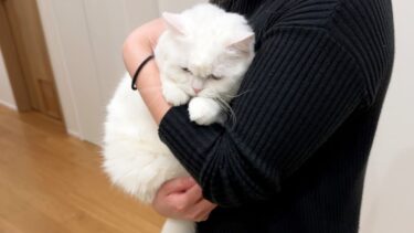 初めて会う妹の友達に抱っこされてぬいぐるみ化する猫…笑【ポムさんとしまちゃん / ねこべや】
