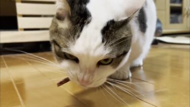 息子に厳しく鍛えられる食べ過ぎの豆大福【ひのき猫】