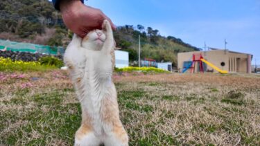 頭を撫でると伸び上がって撫でられる子猫がかわい過ぎる【感動猫動画】