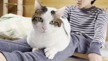 春の嵐の散歩はやっぱり苦手な猫【ひのき猫】