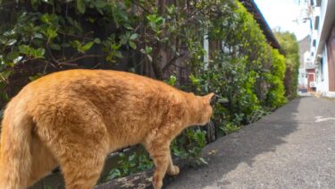 遠くから来るライバル猫に警戒する茶トラ猫、でも後ろからも別の猫に狙われていました【感動猫動画】