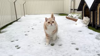 生まれて初めて雪の上を歩いた猫のリアクションがかわいすぎましたwww【もちまる日記】