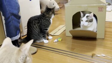 箱一つでここまで盛り上がれる猫【ひのき猫】