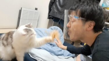 【新発明！】猫パンチを目の前でしかも安全に味わえる装置！【kokesukepapa】