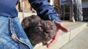 神社に行くと工事中だったけど黒猫ちゃんは足場の中から出てきてくれた【感動猫動画】