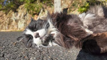 神社の駐車場にいた猫が無防備過ぎる【感動猫動画】