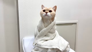 お風呂上がりの猫を乾かしてたら気持ち良すぎてこうなっちゃいました…笑【もちまる日記】