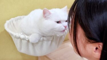 猫に顔を近づけたら絶対にダメな理由【ポムさんとしまちゃん / ねこべや】