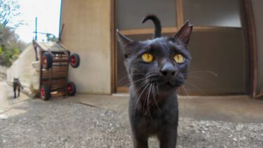 路地裏で出会った黒猫ちゃん「茶白猫ちゃんに会いに行くけどついて来る?」【感動猫動画】