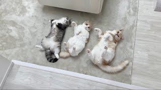 一日中遊びすぎて疲れ果てた猫たちが床で仲良くこうなってました…笑【もちまる日記】