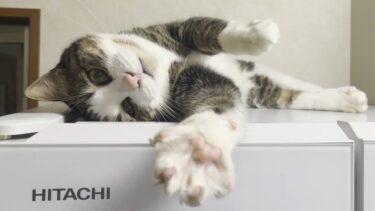冷蔵庫の上で可愛く見せる方法を熟知するあざとい猫【ひのき猫】