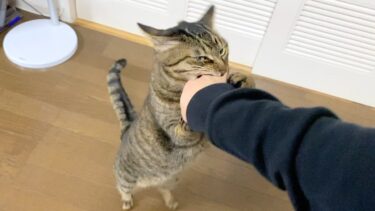 ご飯を与えてくれない飼い主に噛み付く猫…【てん動画】