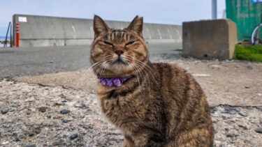 猫の集会にチョコボールみたいな鳥が紛れている【感動猫動画】