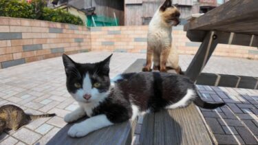 猫島の港の広場にあるテーブルに座ると猫が集まってきて楽しい【感動猫動画】