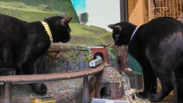 黒猫大暴れ!列車を襲う猫を見るのが楽し過ぎる【感動猫動画】