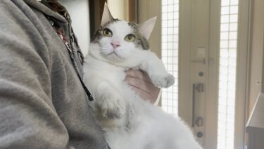 緊急事態発生！豆大福がドロドロに！【ひのき猫】