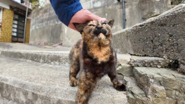 漁港の街の階段で出会ったサビ猫ちゃんがかわい過ぎる【感動猫動画】
