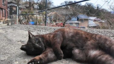 山の中腹の狭い道で出会った黒猫ちゃん、撫でるとゴロンゴロン転がってカワイイ【感動猫動画】
