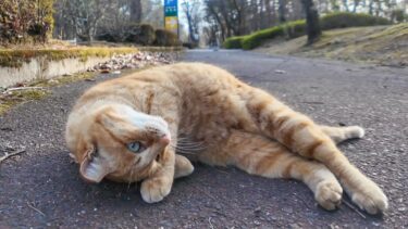公園の遊歩道で寝転ぶ茶トラ猫が可愛かった【感動猫動画】