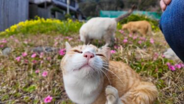 猫島のお花畑が幸せ過ぎる。【感動猫動画】