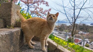 丘の上にある神社の階段を上って行くと猫が出迎えてくれて楽しい【感動猫動画】