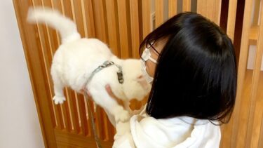 散歩じゃなくて病院だと分かった猫の反応がこちら…笑【ポムさんとしまちゃん / ねこべや】