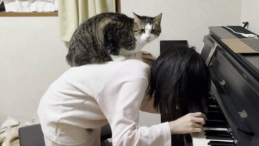 ピアノを弾く娘の背中でスリスリが止まらない猫【ひのき猫】