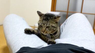 猫に股間を潰された飼い主の男性が死亡【てん動画】