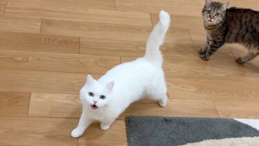 めったに鳴かない猫が深夜に鳴いていた理由が…笑【ポムさんとしまちゃん / ねこべや】