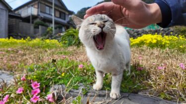 猫島のお花畑の猫の集まりが楽し過ぎる【感動猫動画】