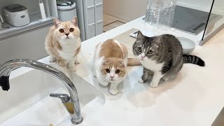 キッチンでのイタズラが見つかったときの猫たちの反応がかわいすぎましたwww【もちまる日記】