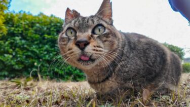 公園の芝生の広場にいた猫ちゃん、撫でるベロを出してカワイイ【感動猫動画】