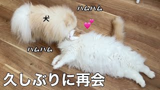 手術入院後、久しぶりに会った犬と猫がラブラブでかわいすぎました！【猫のレモンちゃんねる】