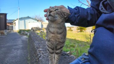 猫島の集落内の路上で人懐っこい猫に出会った【感動猫動画】