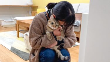 旅行に置いて行かれた猫が怒ってしまいました…。【ポムさんとしまちゃん / ねこべや】