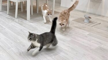 半年ぶりに再会して楽しくなっちゃった猫たちが大暴れして大変なことに…【もちまる日記】