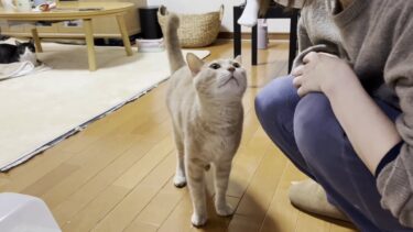 こたつのスイッチがONになるのを待つ猫【ひのき猫】