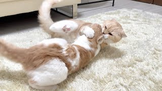 半年ぶりに再会した兄弟猫が本気の喧嘩をはじめて大変なことになりました…【もちまる日記】